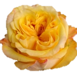 Sweet Xpression Roses de Jardin d'Equateur Ethiflora